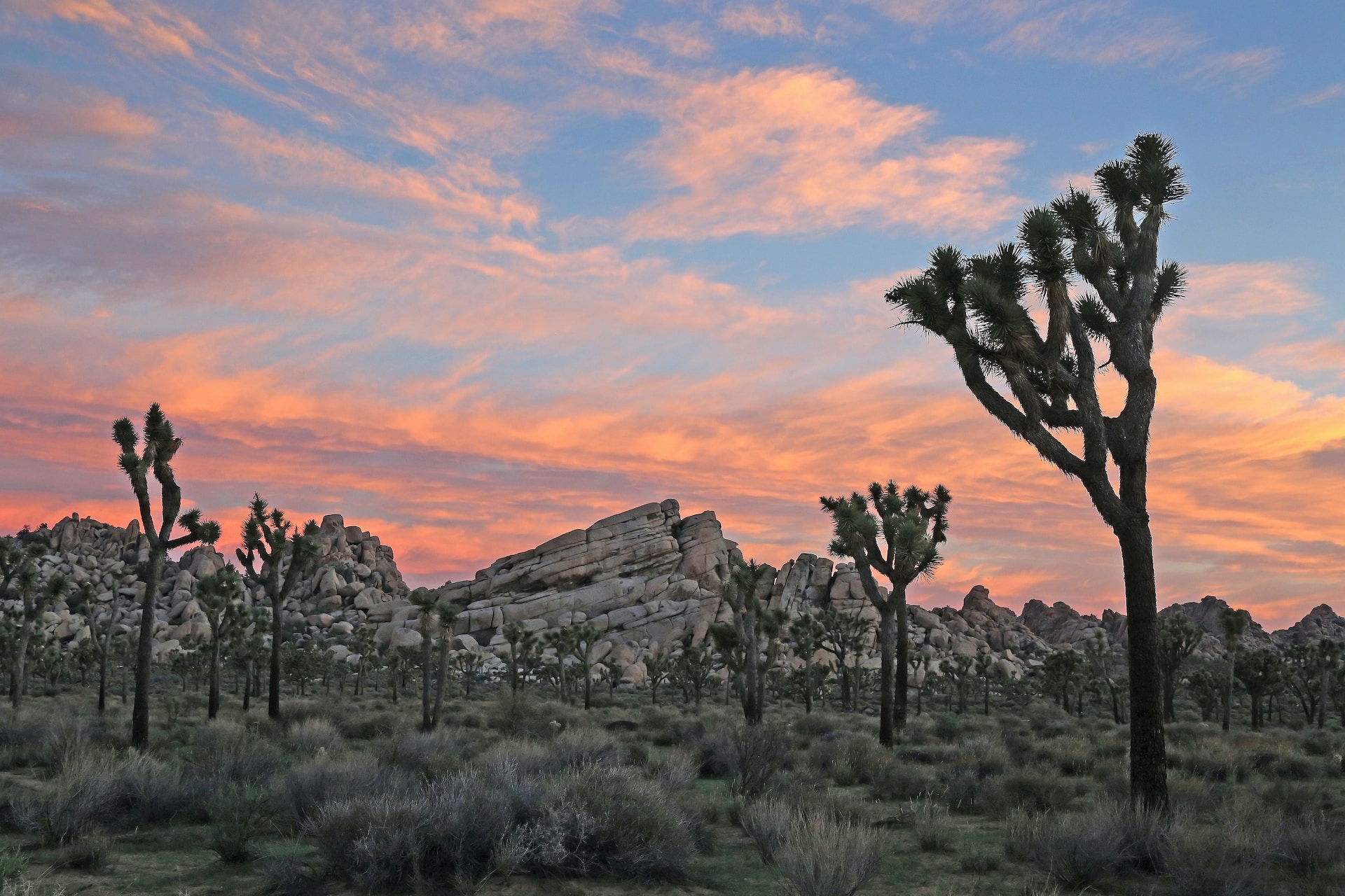 Joshua Tree National Park in the early morning