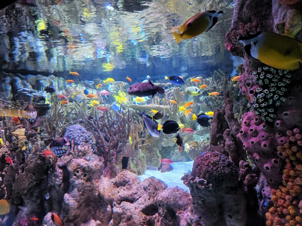 New England Aquarium