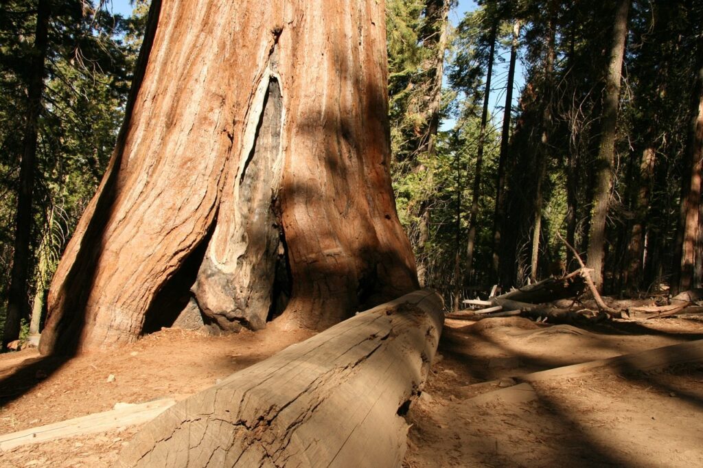 redwoods national park